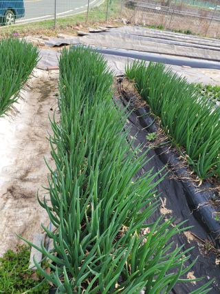 땅땅님의 고추 · 토양준비 작성글 사진