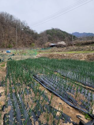 김재현님의 사과 · 영농일지 작성글 사진