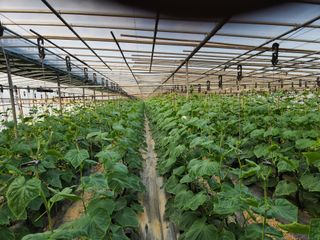 유덕균님의 오이 · 영농일지 작성글 사진