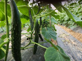 유덕균님의 오이 · 영농일지 작성글 사진