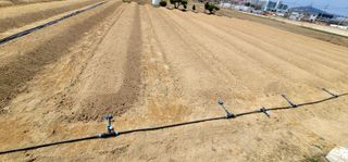 선비 농군님의 고추 · 영농일지 작성글 사진