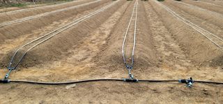 선비 농군님의 고추 · 영농일지 작성글 사진