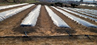 선비 농군님의 고추 · 영농일지 작성글 사진