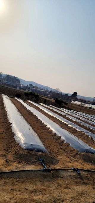 선비 농군님의 고추 · 영농일지 작성글 사진