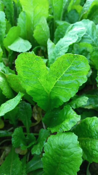 포포나무=항암나무님의 자유주제 · 자유게시판 작성글 사진