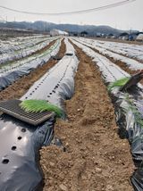 팜모닝 4월 내 작물 자랑하기·참여글 게시글 이미지