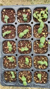 팜모닝 오이·영농일지 게시글 이미지