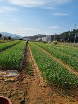 팜모닝 마늘·영농일지 게시글 이미지