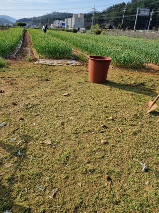 마늘6843님의 마늘 · 영농일지 작성글 사진