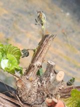 팜모닝 포도·병해충상담 게시글 이미지