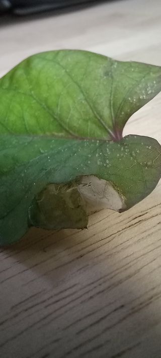 김고현님의 농사, 무엇이든 물어보세요! · 참여글 작성글 사진