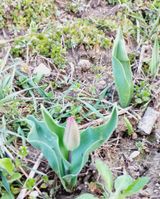 팜모닝 4월 내 작물 자랑하기·참여글 게시글 이미지