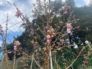 도곡님의 자유주제 · 자유게시판 작성글 사진
