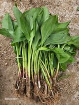 팜모닝 기타작물·영농일지 게시글 이미지