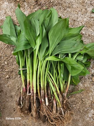 다래와산마늘님의 기타작물 · 영농일지 작성글 사진