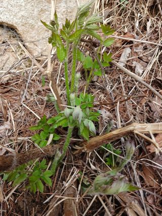 추재현님의 두릅 · 영농일지 작성글 사진
