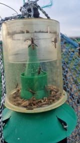 팜모닝 복숭아·영농일지 게시글 이미지