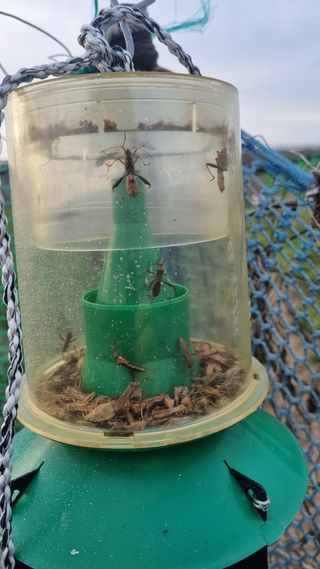 김영도님의 복숭아 · 영농일지 작성글 사진