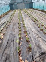 팜모닝 4월 내 작물 자랑하기·참여글 게시글 이미지