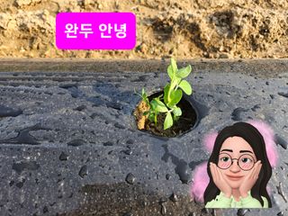 예담농원(민경진)님의 자유주제 · 자유게시판 작성글 사진