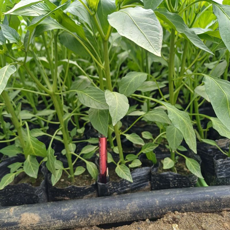 삼성농산님의 장터 판매 상품 [(마감)아삭한 미인고추모종 판매] 첨부 사진