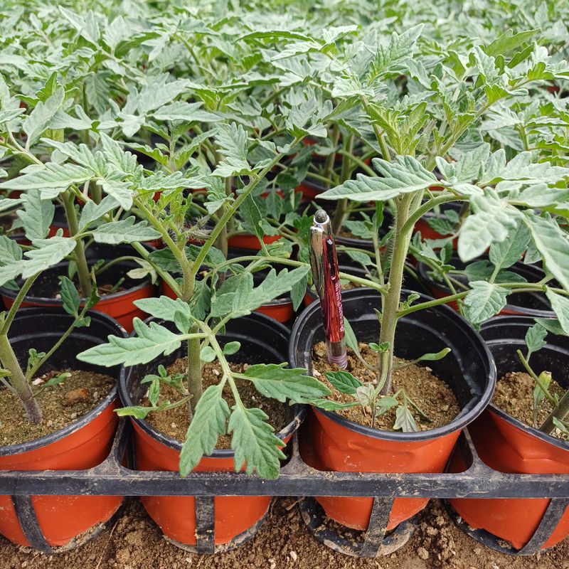 삼성농산님의 장터 판매 상품 [(마감)아삭한 미인고추모종 판매] 첨부 사진