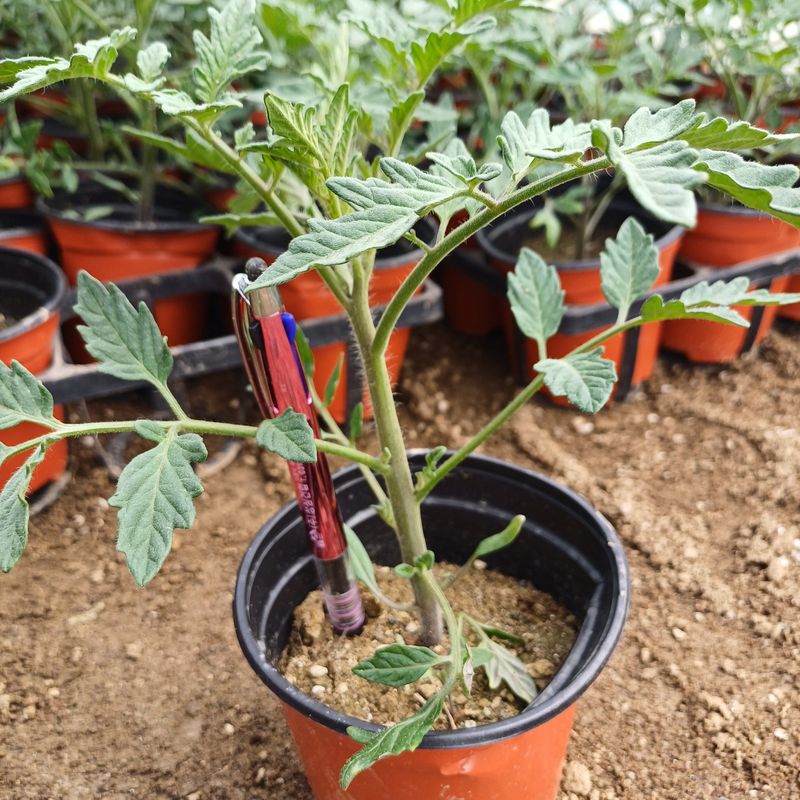 삼성농산님의 장터 판매 상품 [(마감)아삭한 미인고추모종 판매] 첨부 사진