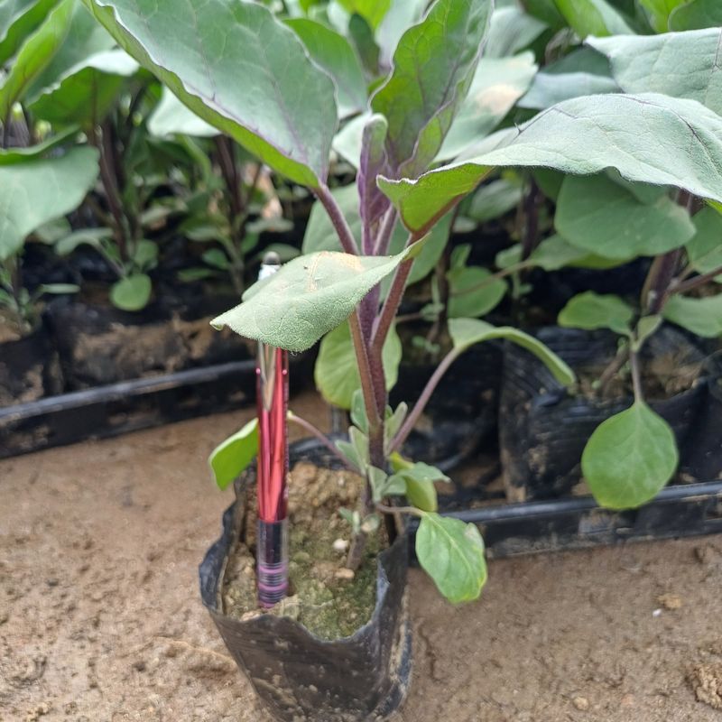 삼성농산님의 장터 판매 상품 [(마감)아삭한 미인고추모종 판매] 첨부 사진