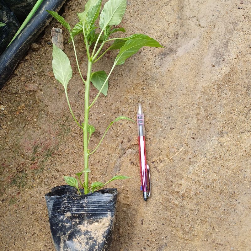 삼성농산님의 장터 판매 상품 [(마감)아삭한 미인고추모종 판매] 첨부 사진