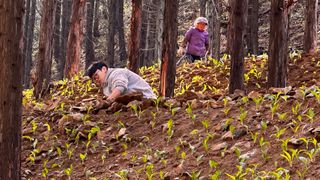 치유숲모이라양재순님의 기타작물 · 영농일지 작성글 사진