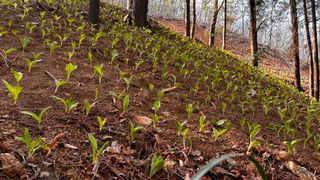 치유숲모이라양재순님의 기타작물 · 영농일지 작성글 사진