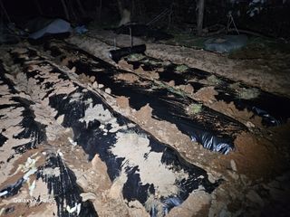 왜목 김진규님의 감자 · 영농일지 작성글 사진