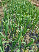 팜모닝 마늘·병해충상담 게시글 이미지