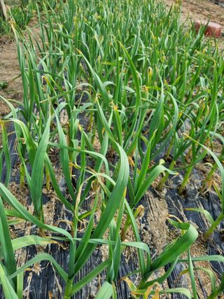찰옥수수15066님의 마늘 · 병해충상담 작성글 사진