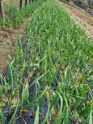 찰옥수수15066님의 마늘 · 병해충상담 작성글 사진