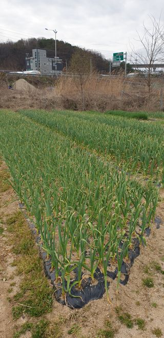 작은농원님의 자유주제 · 자유게시판 작성글 사진