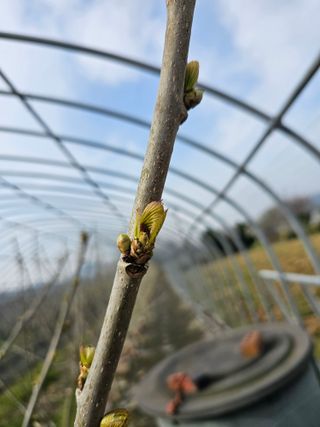 내츄럴팜 채명심님의 4월 내 작물 자랑하기 · 참여글 작성글 사진