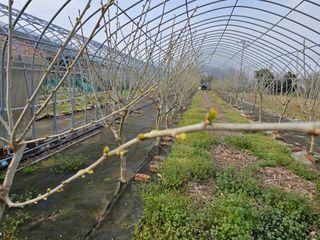 내츄럴팜 채명심님의 4월 내 작물 자랑하기 · 참여글 작성글 사진