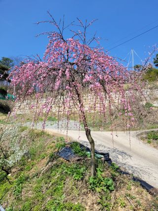 유병선(김천자두)님의 자유주제 · 자유게시판 작성글 사진