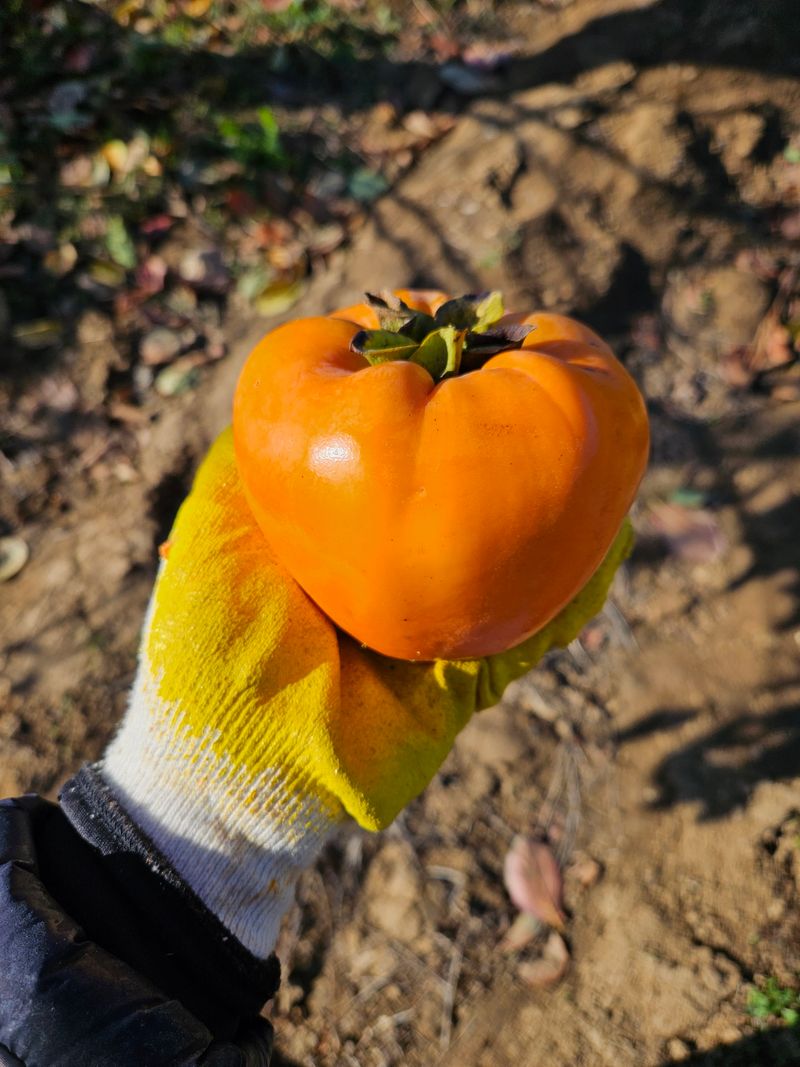 윤블리네님의 장터 판매 상품 [대봉반건시 16구(8구x2팩)] 첨부 사진