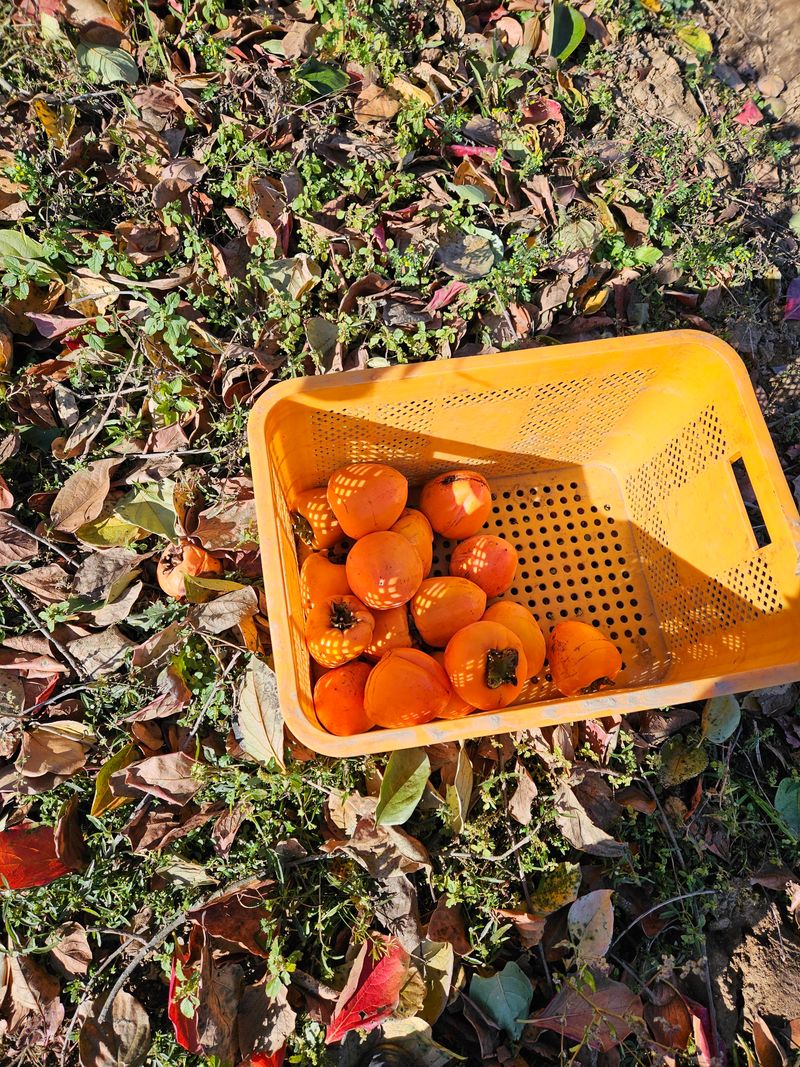 윤블리네님의 장터 판매 상품 [대봉반건시 16구(8구x2팩)] 첨부 사진