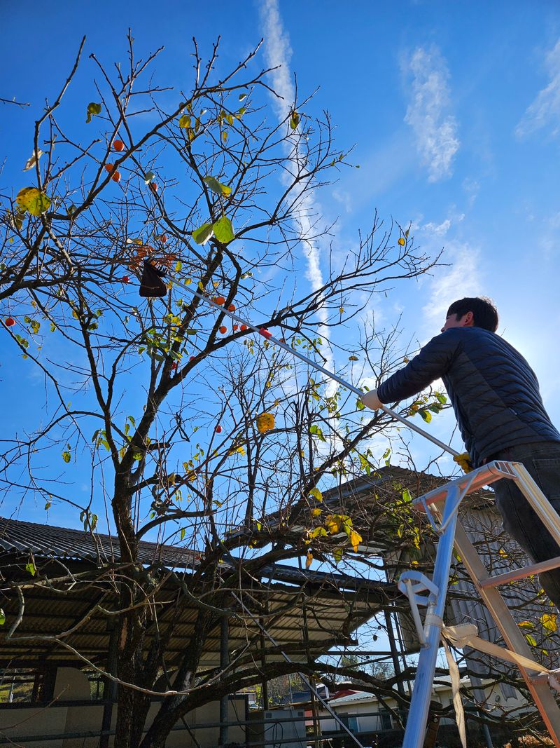 윤블리네님의 장터 판매 상품 [대봉반건시 16구(8구x2팩)] 첨부 사진