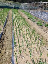 팜모닝 마늘·영농일지 게시글 이미지