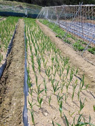 최기인님의 마늘 · 영농일지 작성글 사진