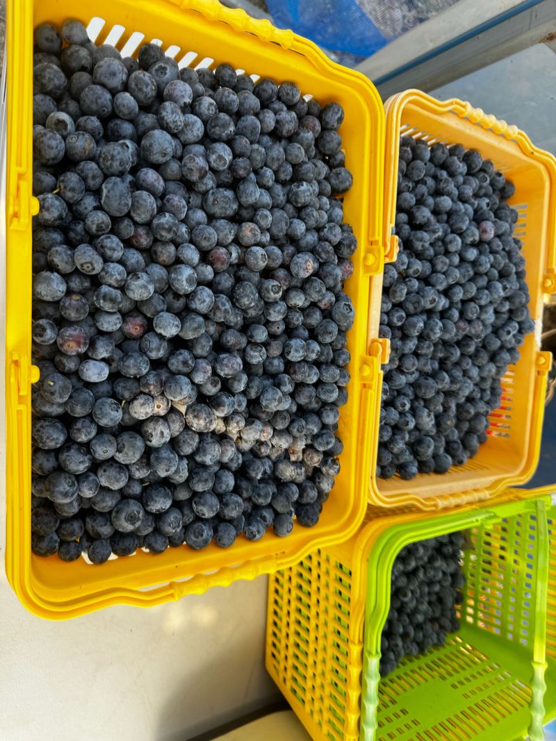 장터 상품 [블루베리생과1kg] 썸네일