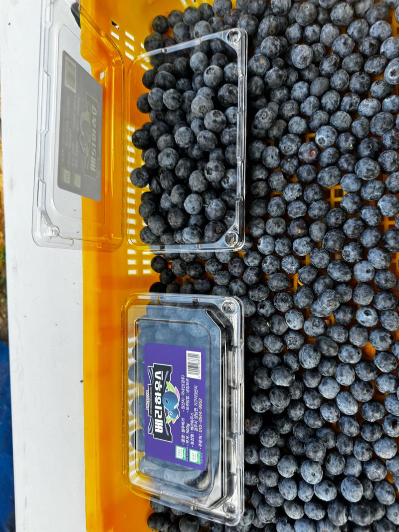 베리하우스님의 장터 판매 상품 [블루베리생과1kg] 첨부 사진