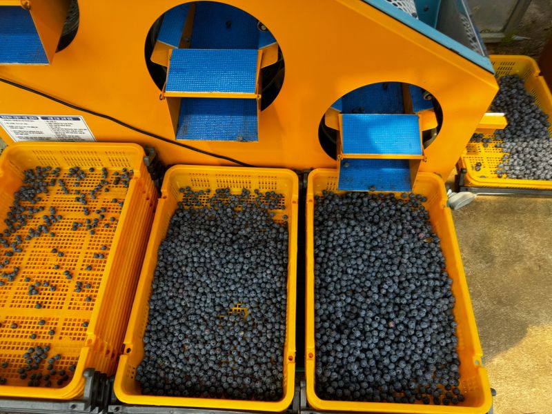 베리하우스님의 장터 판매 상품 [블루베리생과1kg] 첨부 사진