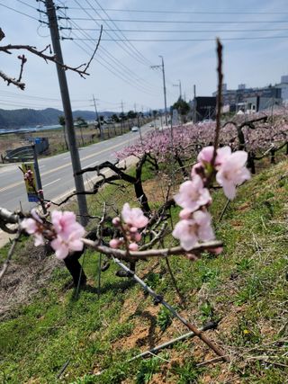 김재현님의 참깨 · 영농일지 작성글 사진