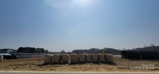 엄성열님의 옥수수 · 영농일지 작성글 사진