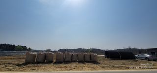 엄성열님의 옥수수 · 영농일지 작성글 사진